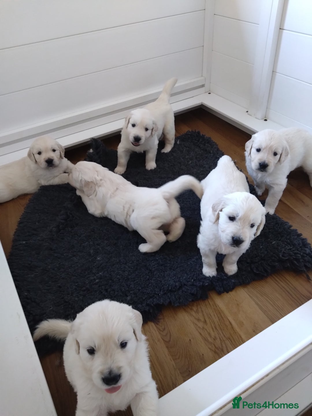 Golden Retriever dogs for sale: Chunky Golden retriever puppies for sale  - Image 4