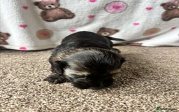 Dachshund dogs for sale: 🐾 Beautiful wired haired Dachshund Puppies - Image 10