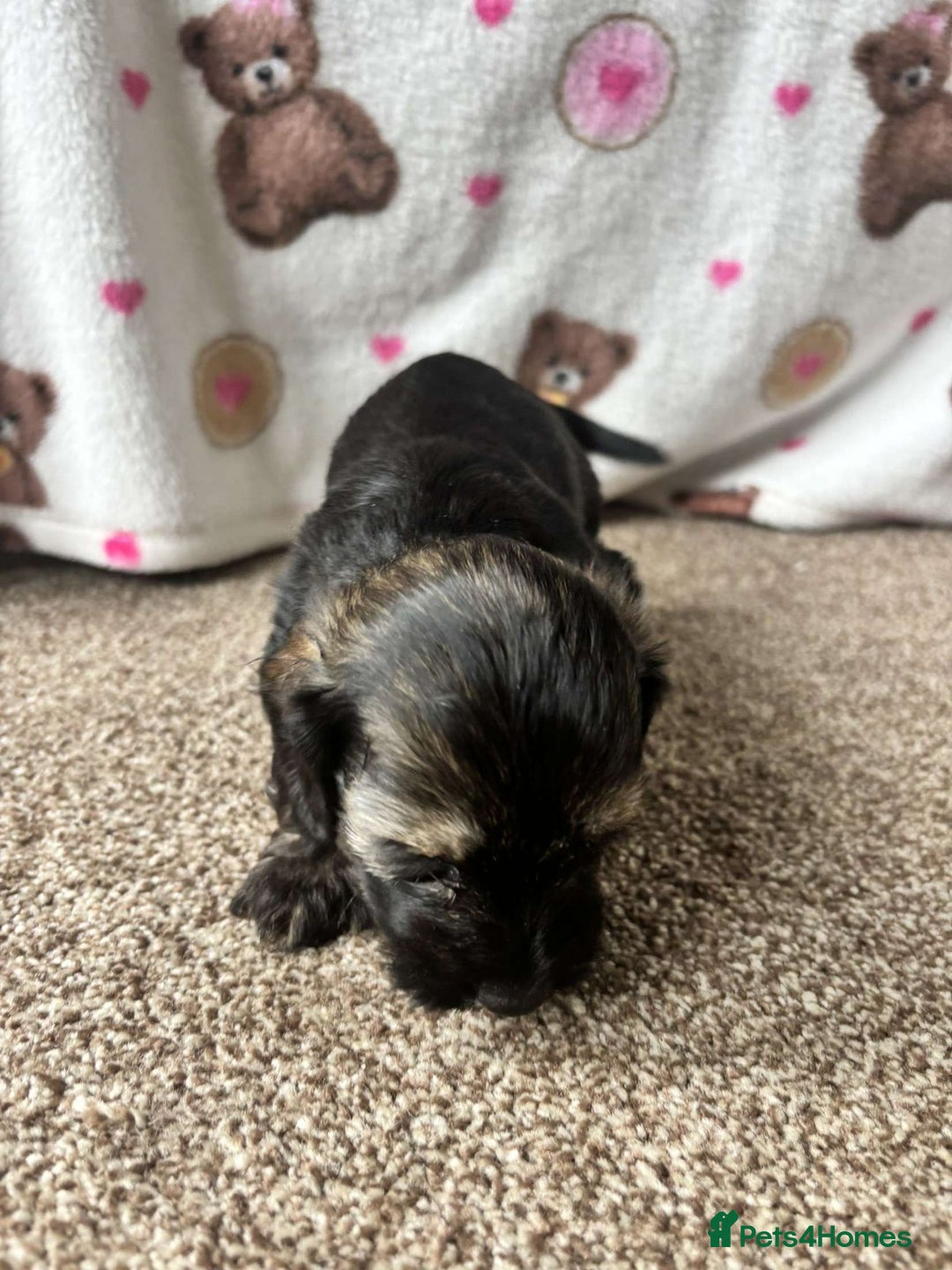 Dachshund dogs for sale: 🐾 Beautiful wired haired Dachshund Puppies - Image 10