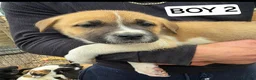 Mixed Breed dogs for sale: 9 (2 LEFT) Beautiful Akita x puppies for sale - Advert 3