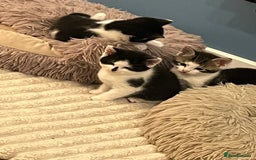 Mixed Breed cats for sale: Stunning playful kittens x 7  - Image 2