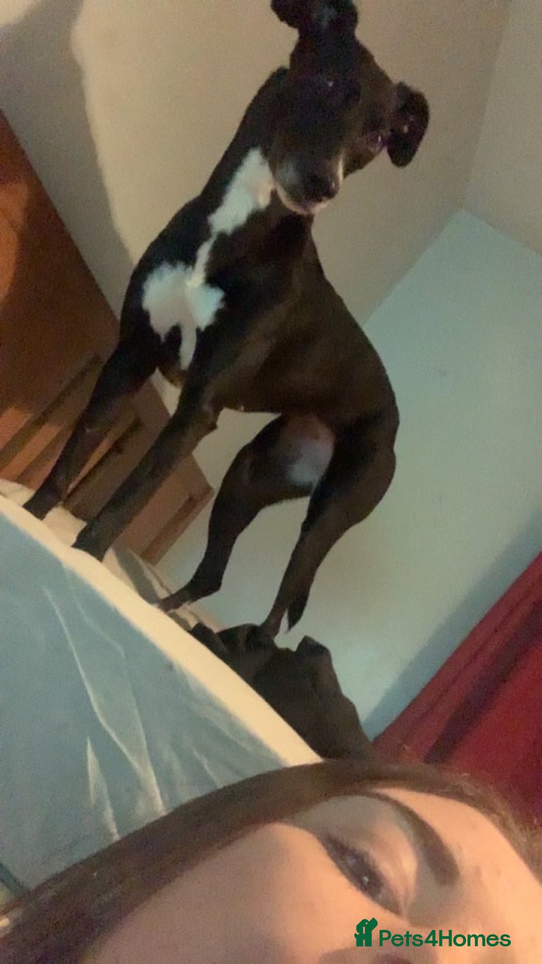 Mixed Breed dogs for sale: Black and white  - Advert 3