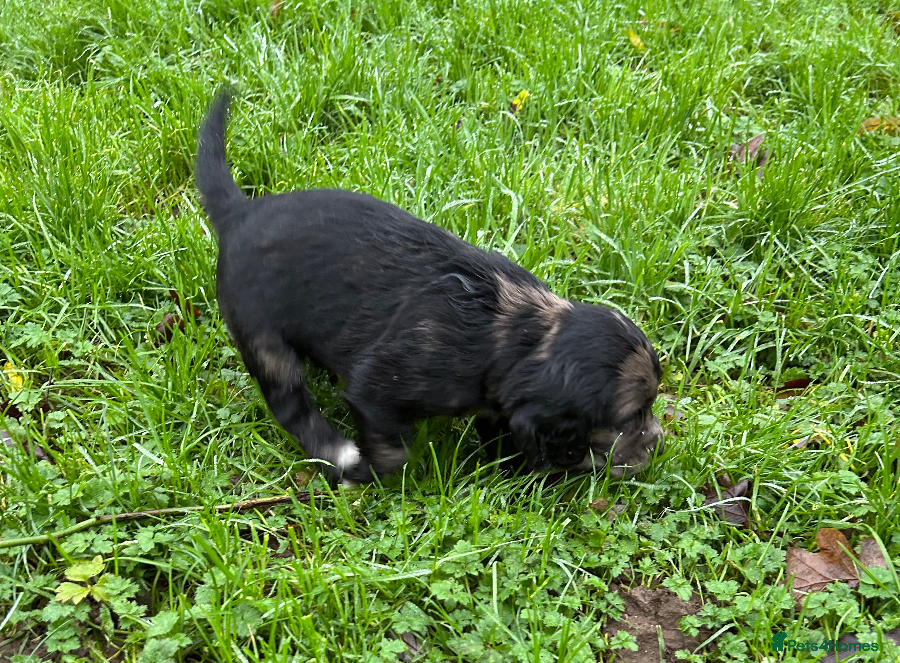 Cocker Spaniel dogs STUNNING WORKING COCKER SPANIEL PUPS - Advert 14