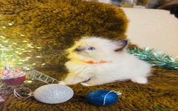 Ragdoll cats for sale: GCCF Pure Ragdoll Seal/Blue Point Lynx Mitted - Advert 12