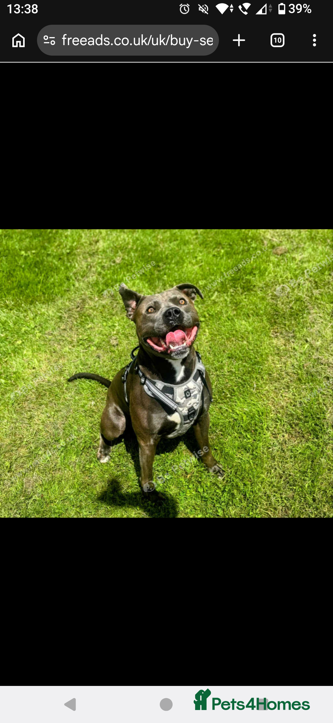 Staffordshire Bull Terrier dogs Blue Staffordshire bull terrier for stud - Advert 3