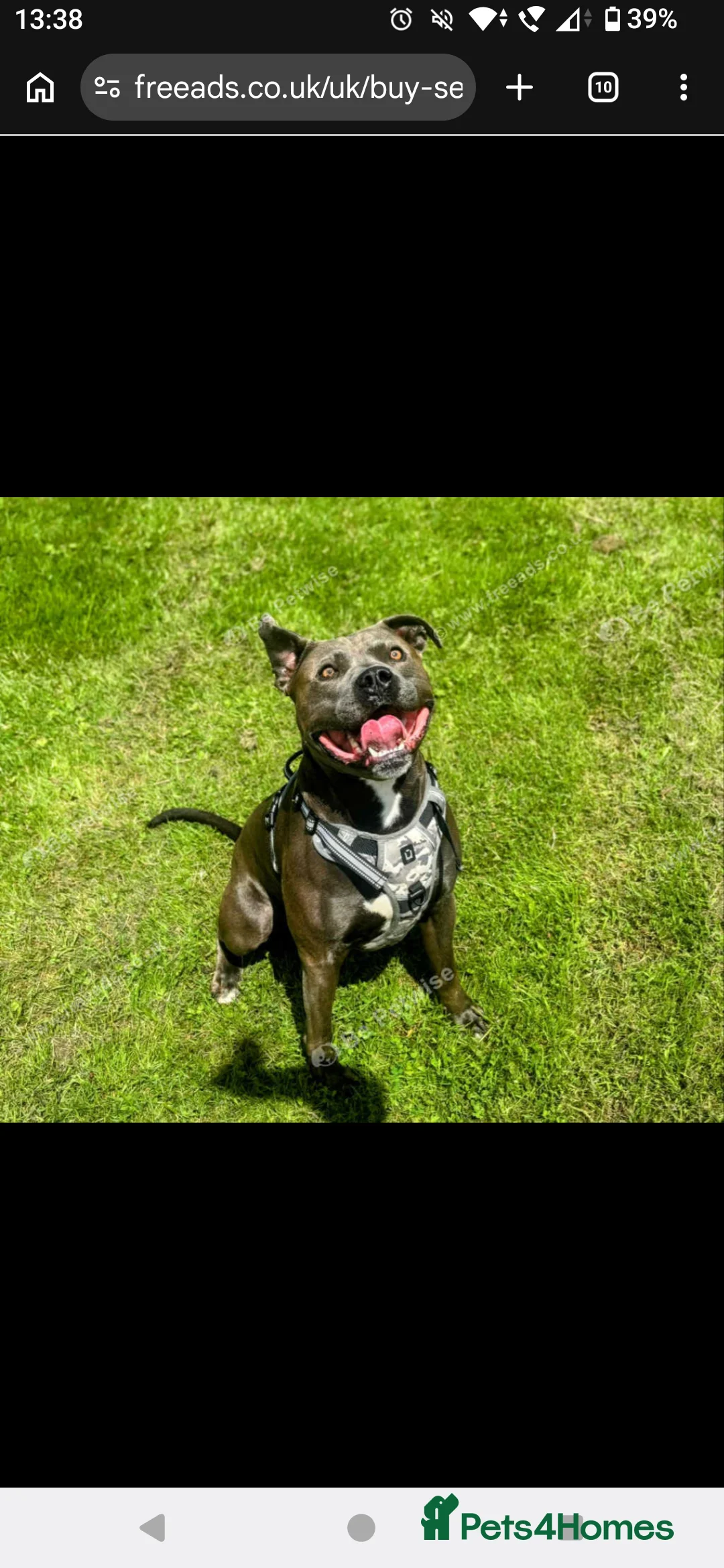 Staffordshire Bull Terrier dogs for stud: Blue Staffordshire bull terrier for stud - Advert 1