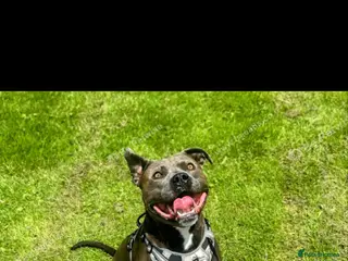 Staffordshire Bull Terrier dogs Blue Staffordshire bull terrier for stud - Advert 2