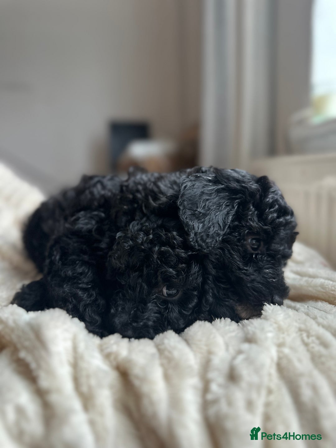 Poochon dogs for sale: Beautiful Poochon pups ❤️ - Image 7
