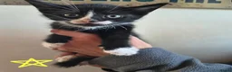 Mixed Breed cats for sale: Black and white house kittens M/F avaliable  - Advert 6