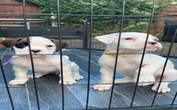 Boxer dogs for sale: Gorgeous KC Registered Boxer Pups - ONLY 1 LEFT - Image 14