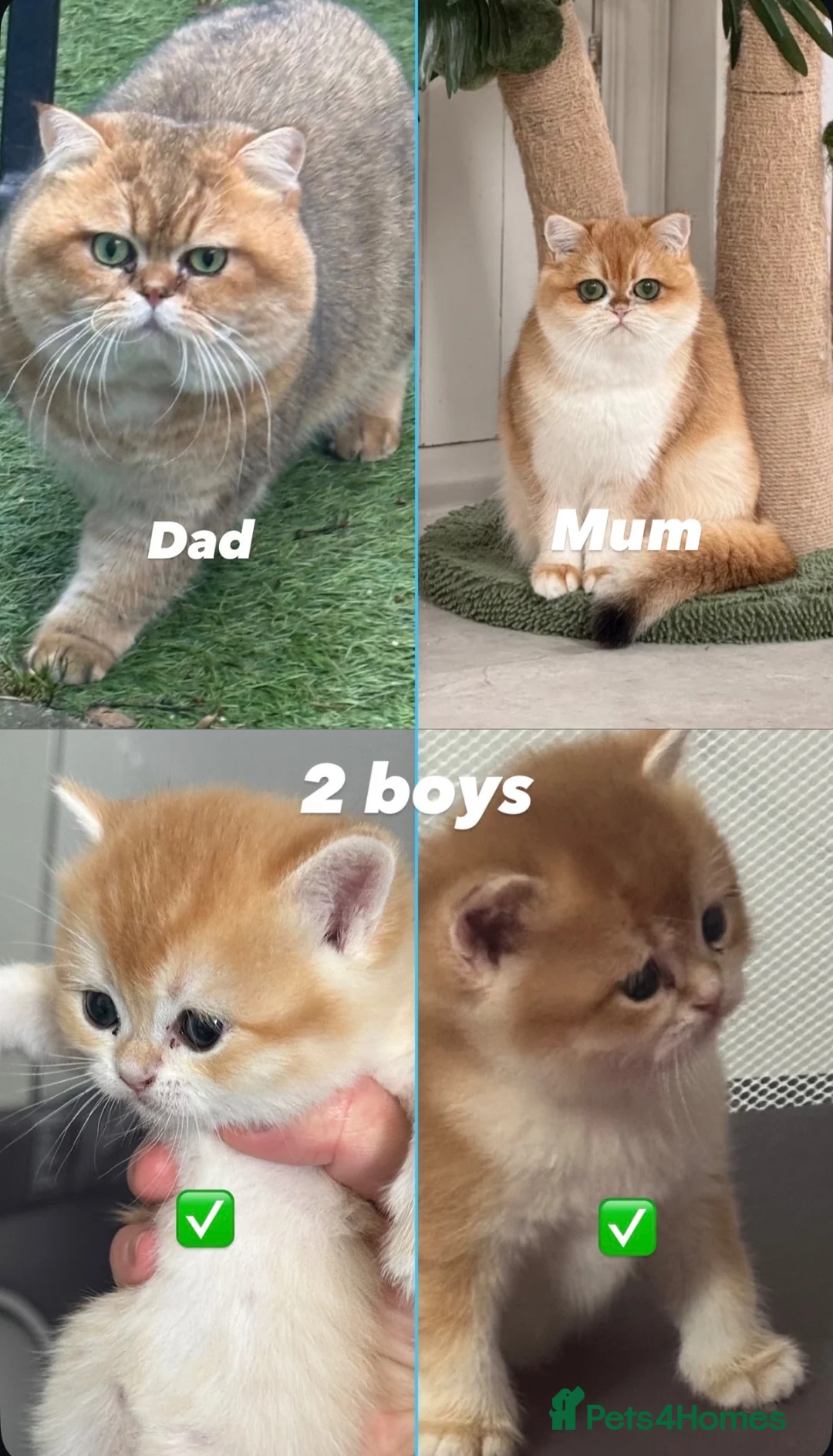 British Shorthair cats for sale: Golden shaded British Shorthair kittens Teddies  - Advert 2