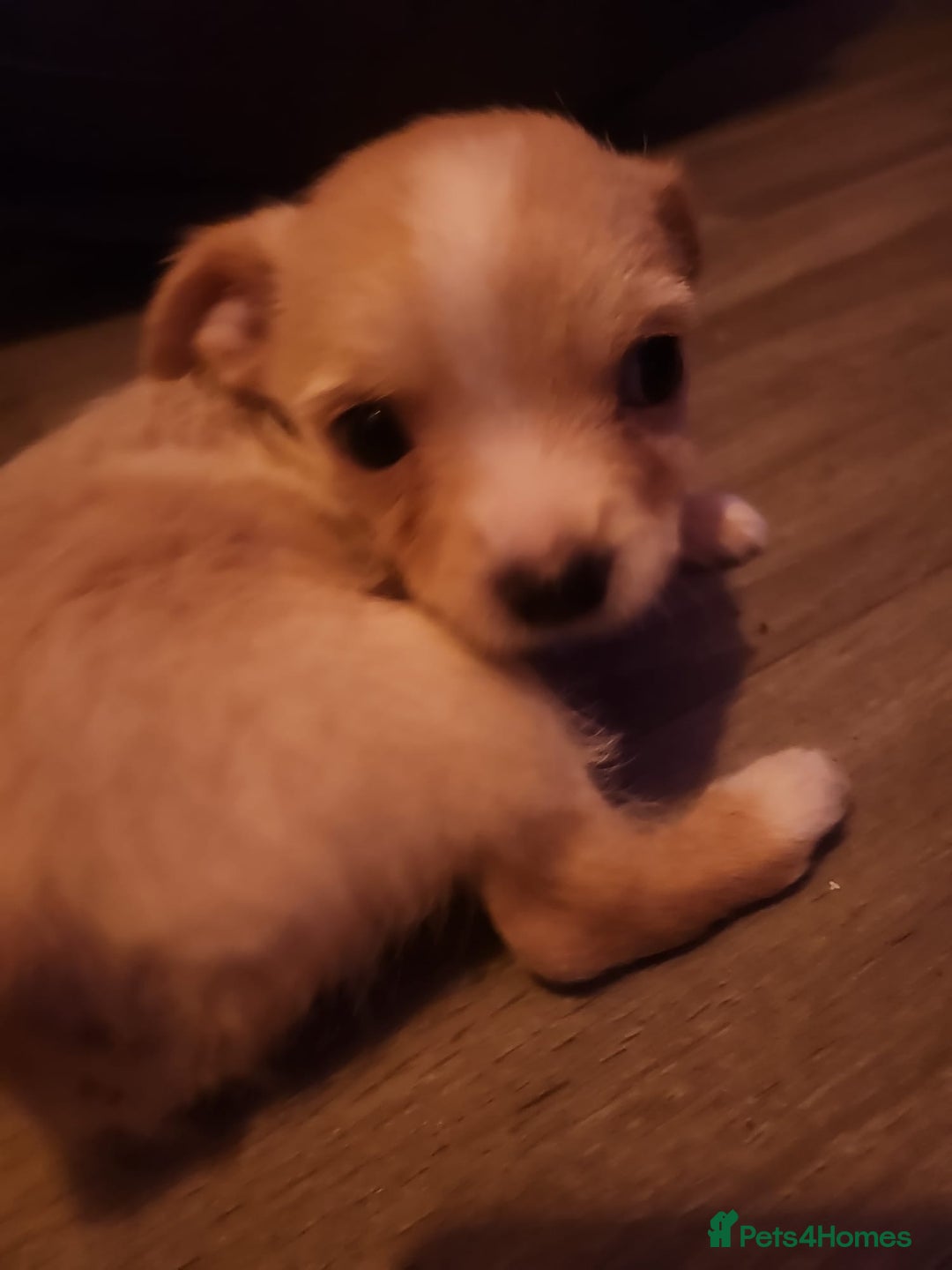 Mixed Breed dogs for sale: Beautiful boy chihuahua  - Advert 3