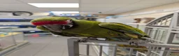 Macaws birds for sale: Hand reared military macaw super tame in Chorley - Advert 5