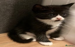 Ragdoll cats for sale: Ragdoll Cross Kittens - Advert 1