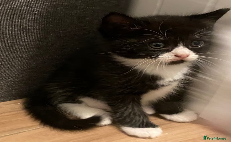 Ragdoll cats Ragdoll Cross Kittens - Advert 1