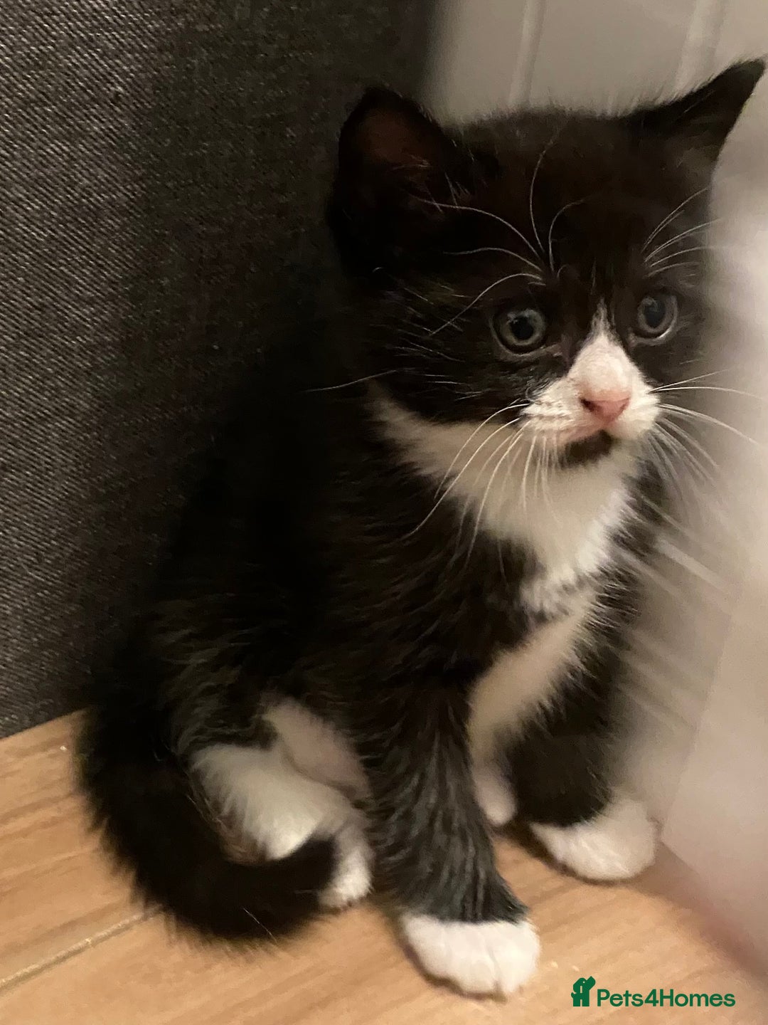 Ragdoll cats for sale: Ragdoll Cross Kittens - Advert 1