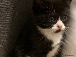 Ragdoll cats Ragdoll Cross Kittens - Advert 2