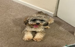 Cockapoo dogs for sale: Looking for a new home for 1 year old cockapoo - Image 2