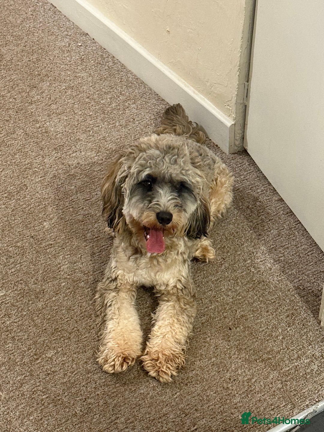 Cockapoo dogs for sale: Looking for a new home for 1 year old cockapoo - Image 2