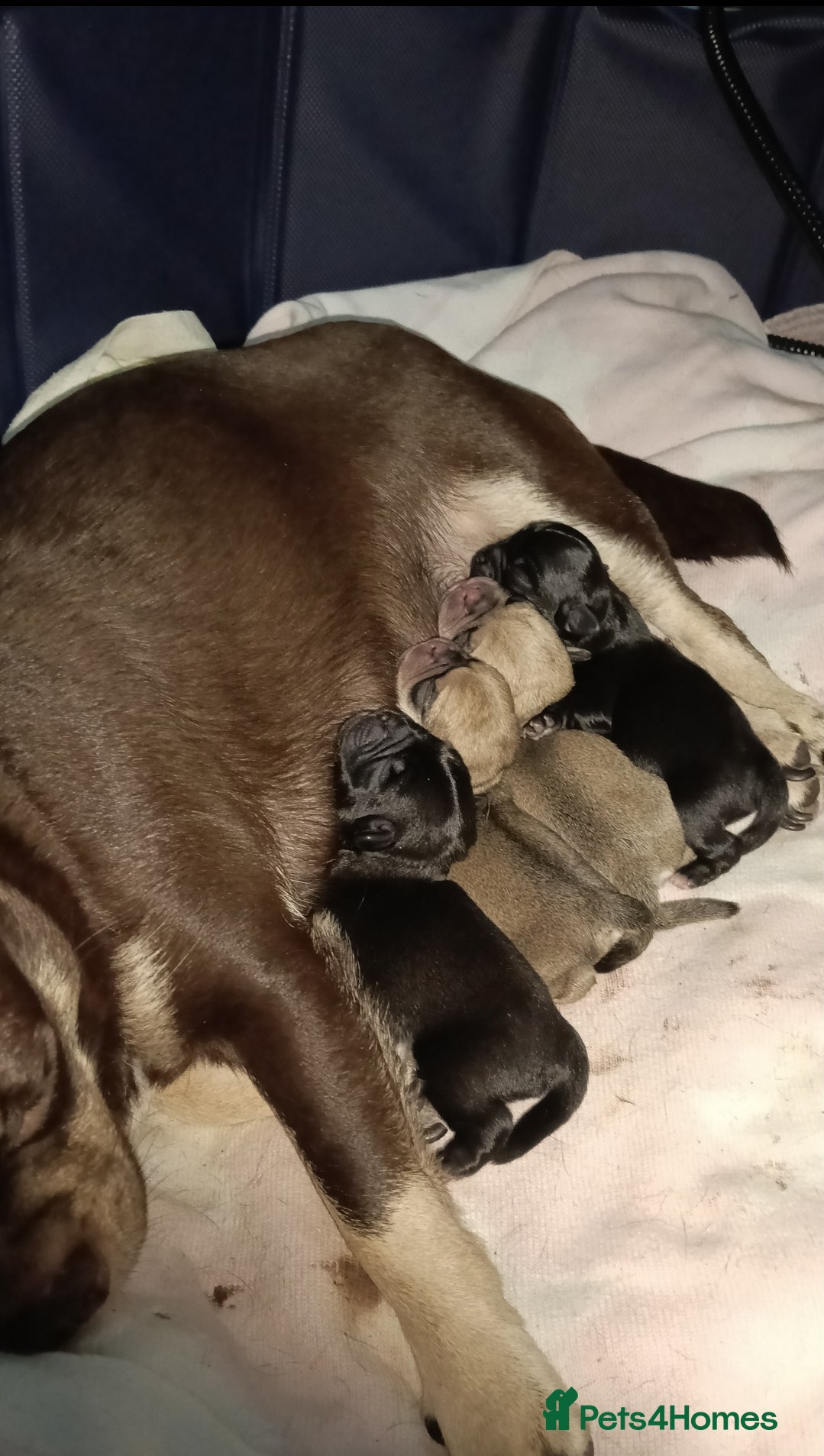 Pug dogs Pug Puppies  - Advert 12