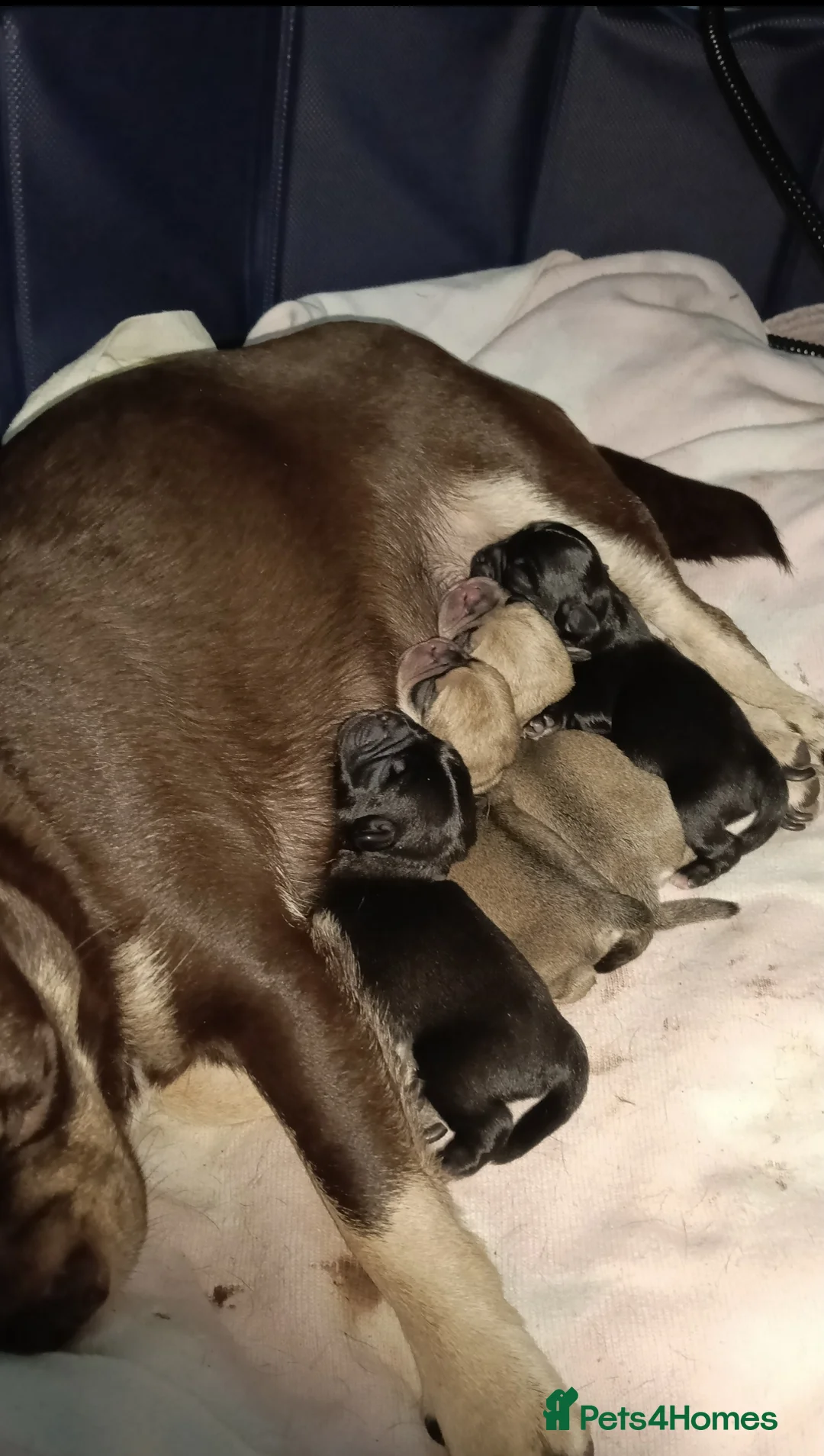 Pug dogs for sale: Pug Puppies  - Advert 1