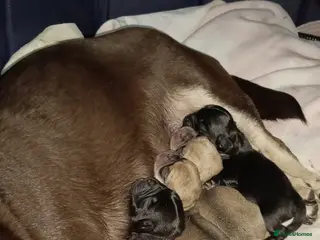 Pug dogs Pug Puppies - Advert 12