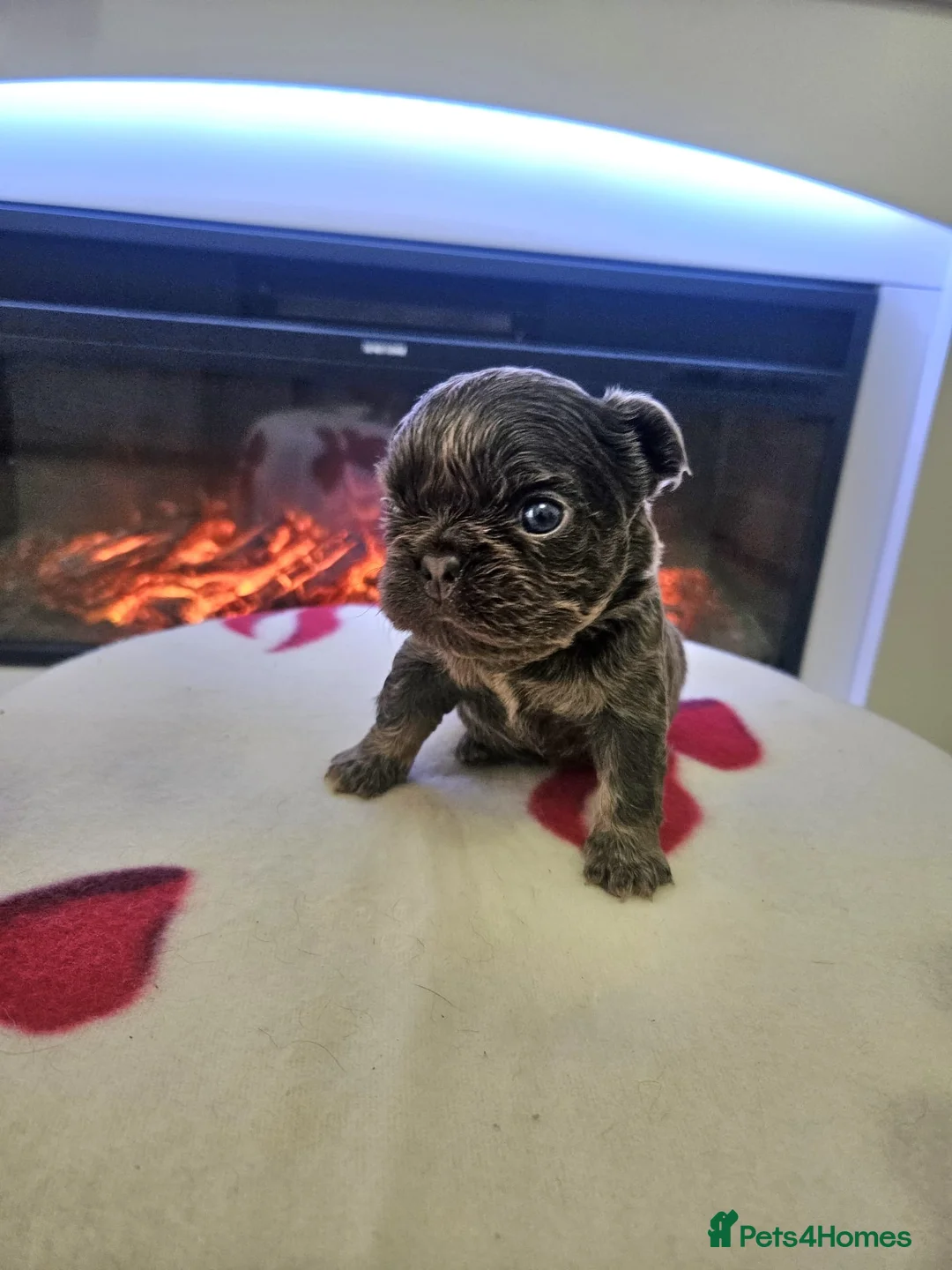 French Bulldog dogs for sale: Beautiful kc fluffy panda french bulldogs - Advert 7