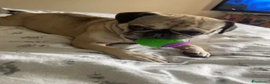 Frug 1