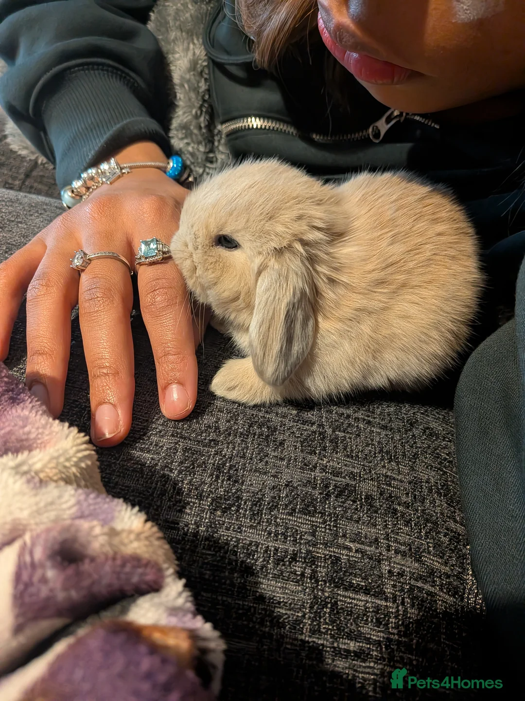 Mini Lop rabbits for sale: Mini lop babies - Advert 1