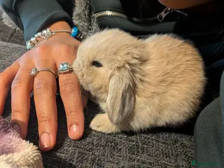 Mini Lop rabbits Mini lop babies - Advert 1