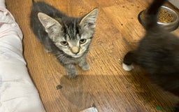 Mixed Breed cats for sale: Beautiful Kittens  - Image 9