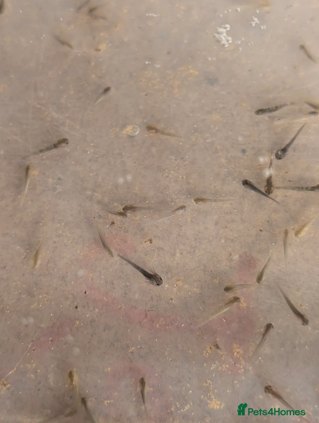 Axolotl reptiles for sale: Axolotl hatchlings and eggs - Advert 8