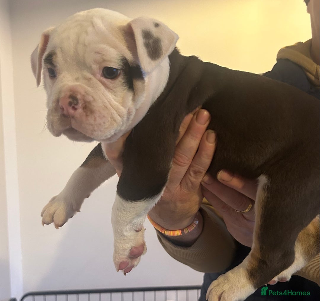 Olde English Bulldogge dogs for sale: Olde English bulldogges - Advert 12