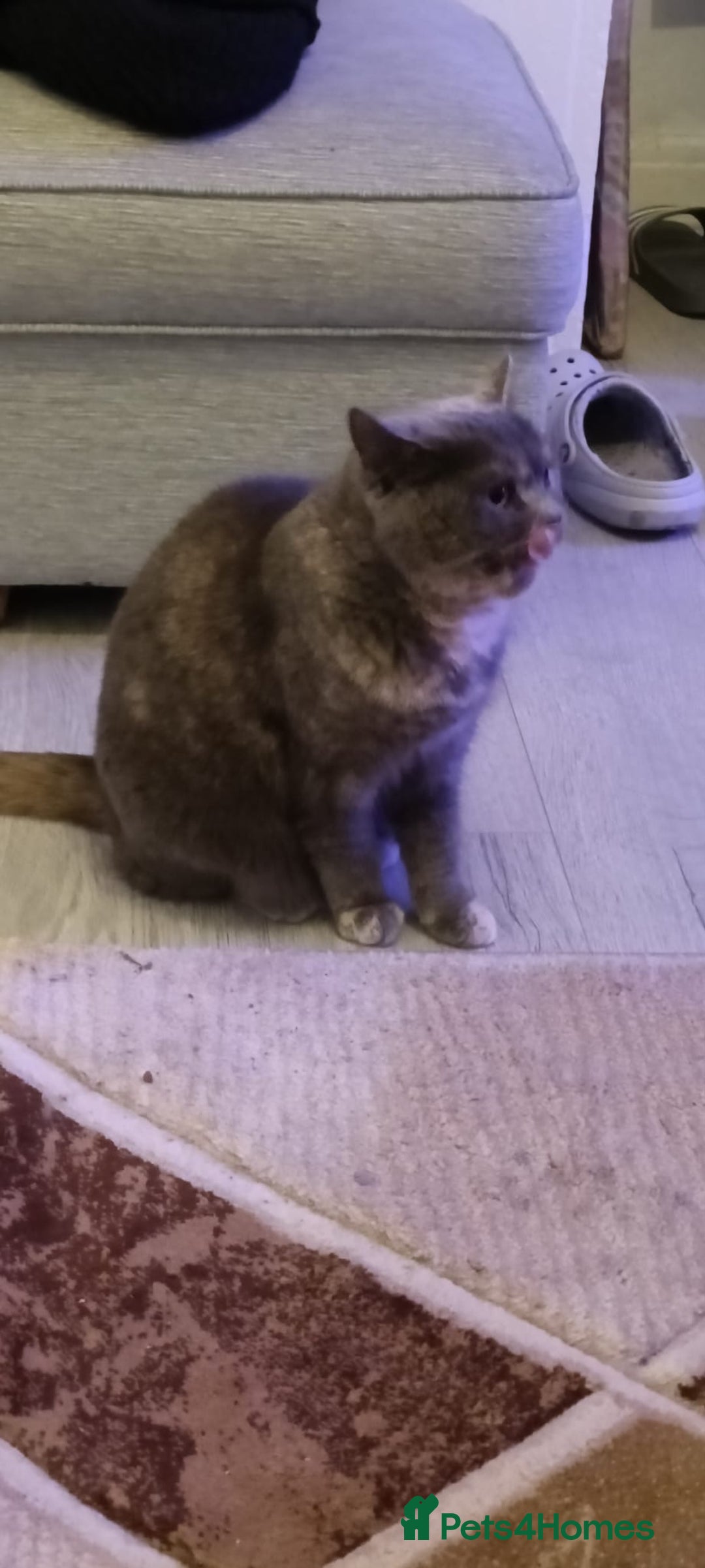 Persian cats for sale: Persian blue - Advert 14