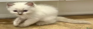 Ragdoll 3
