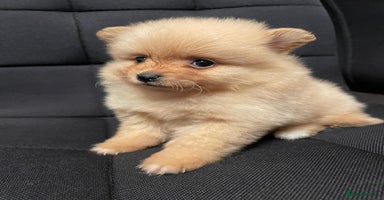 Pomeranian dogs - Advert 6