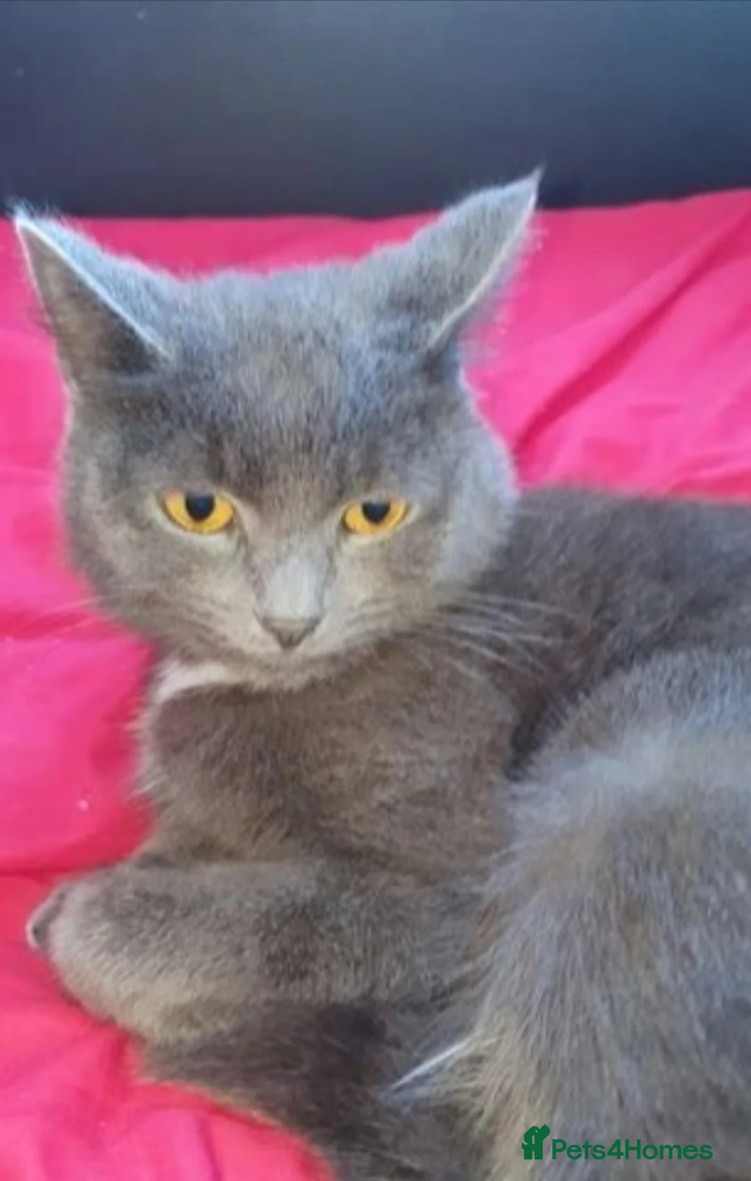 Russian Blue cats for sale: Russian bkue x bengal 4 female kittens  - Advert 16