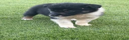 Border Collie dogs for sale: Registered World Class bred Pups for sale - Advert 9