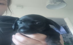 Miniature Dachshund dogs for sale: K.C Beautiful miniature daschunds - Image 12