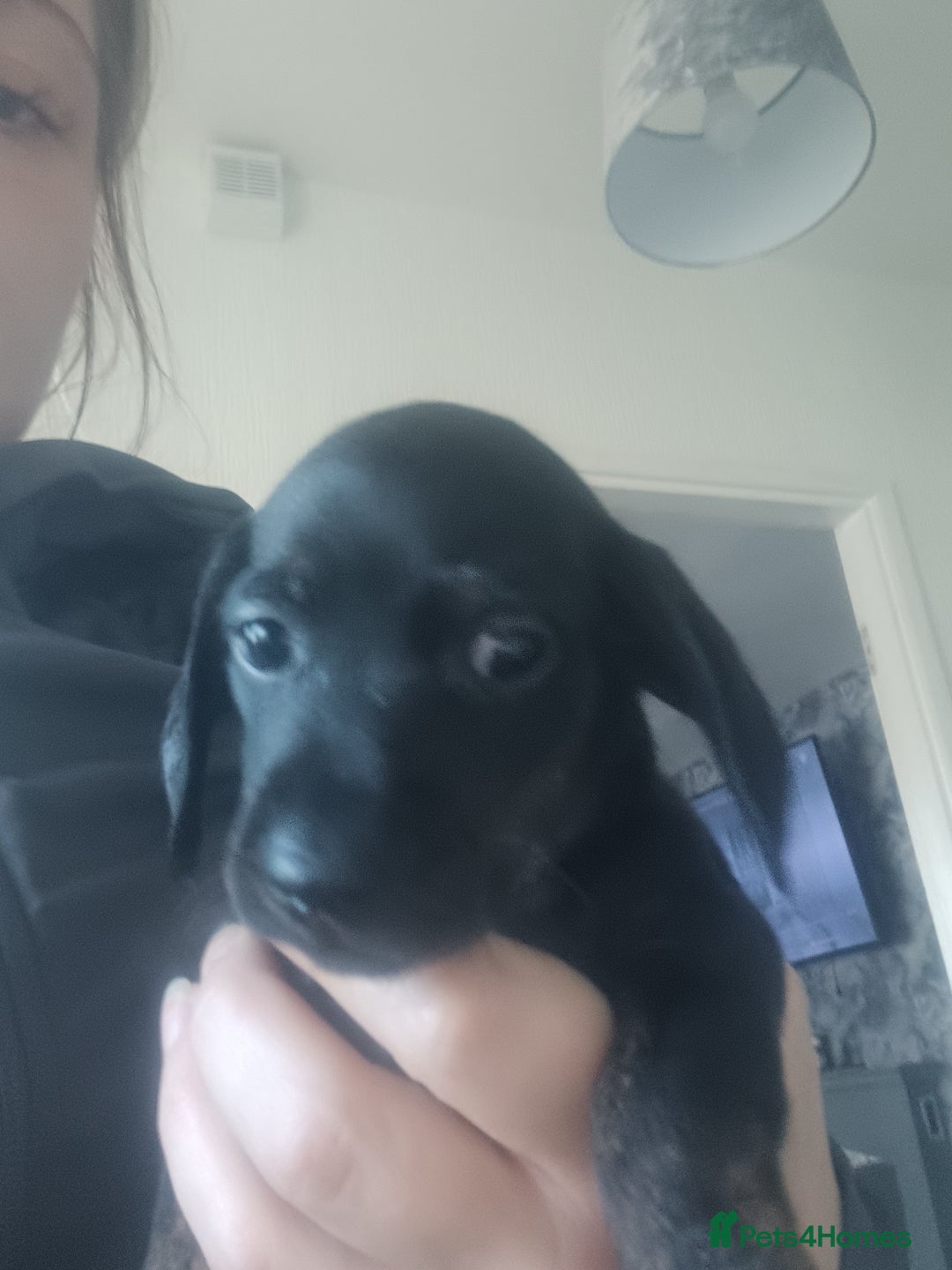 Miniature Dachshund dogs for sale: K.C Beautiful miniature daschunds - Image 12
