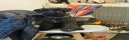 Cocker Spaniel dogs for sale: Gorgeous Schnocker puppies - Advert 24