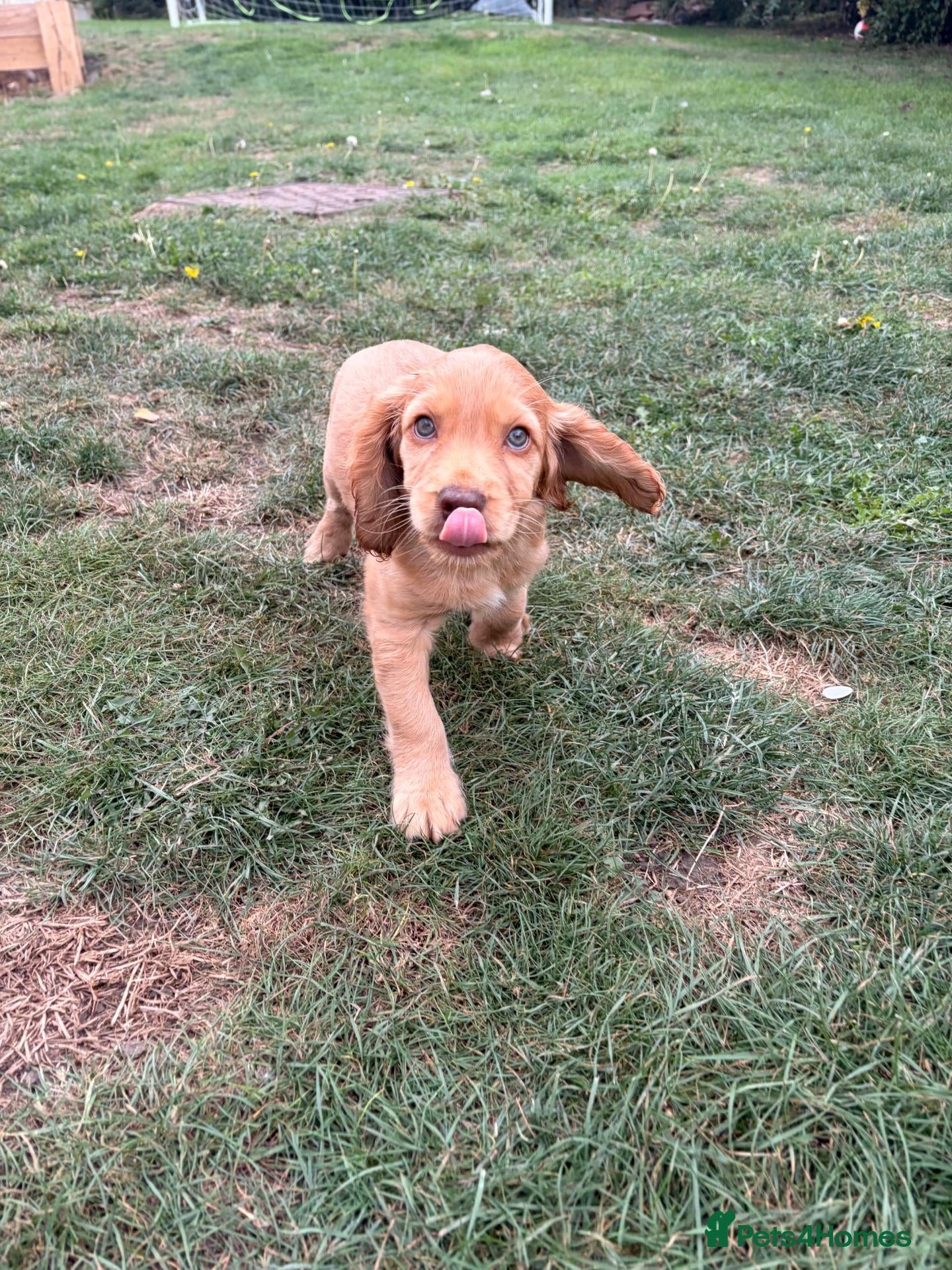 Cocker Spaniel dogs READY NOW - 1 Cocker Spainel Boy!  - Advert 10