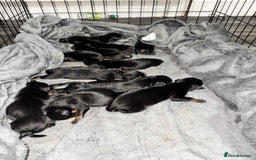 Rottweiler dogs for sale: Rottweiler Puppies - Image 5