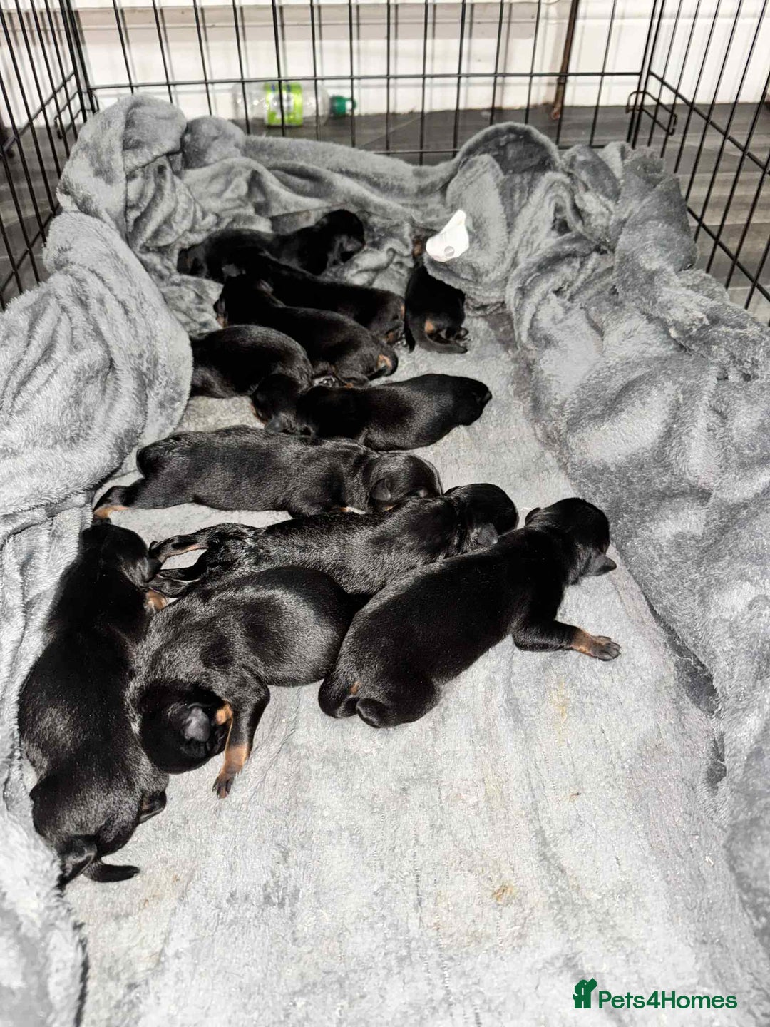 Rottweiler dogs for sale: Rottweiler Puppies - Image 5