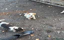 Jack Russell dogs for sale: Jack Russell  - Advert 5