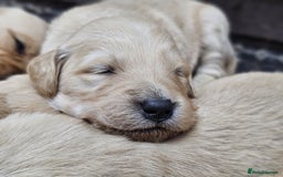 Goldador dogs for sale: 🐾Gorgeous Puppies-Family Raised with Love&Care🐾 - Image 21