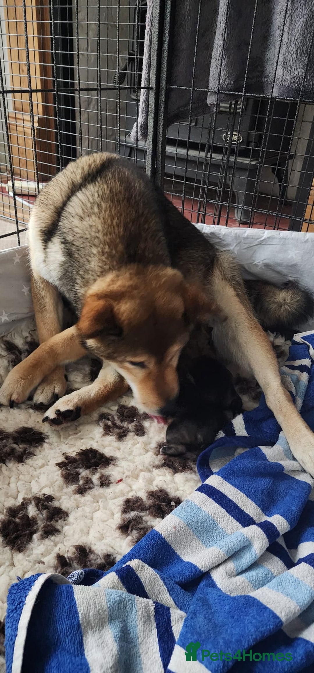 Japanese Shiba Inu dogs for sale: Curfts Qualified Stud For Sale - Very Experienced - Advert 9