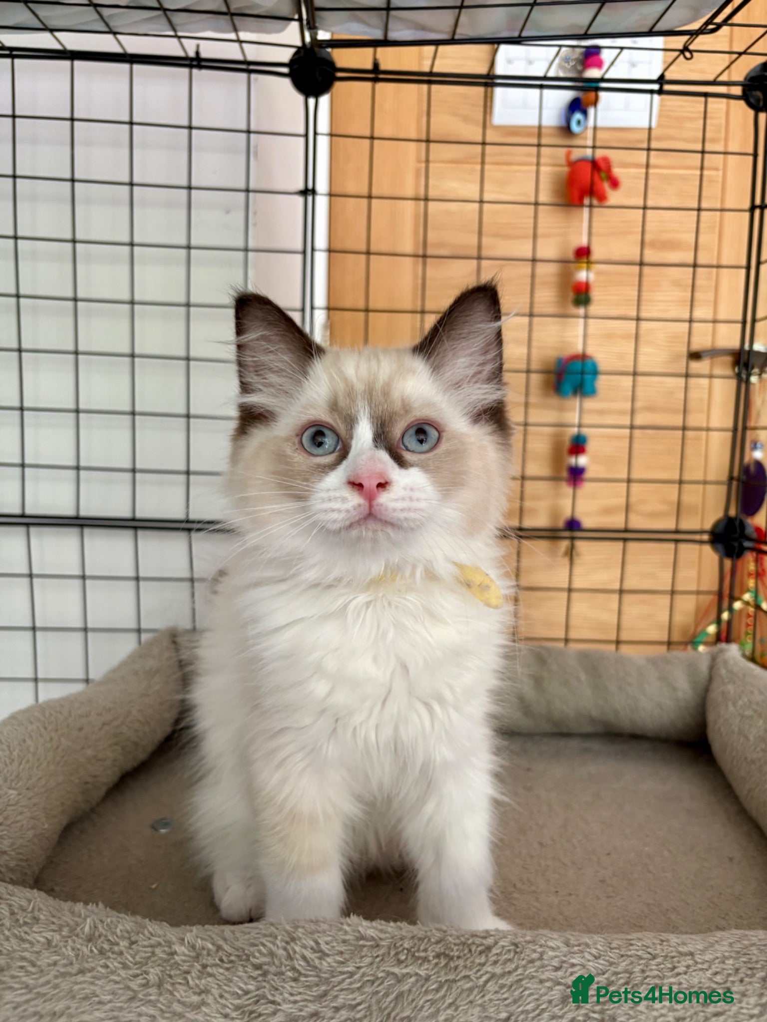 Ragdoll cats Beautiful ragdoll kittens - Advert 1