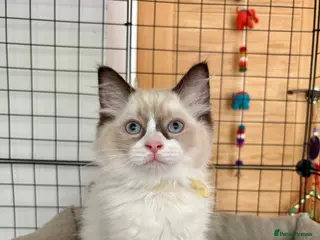 Ragdoll cats Beautiful ragdoll kittens - Advert 1