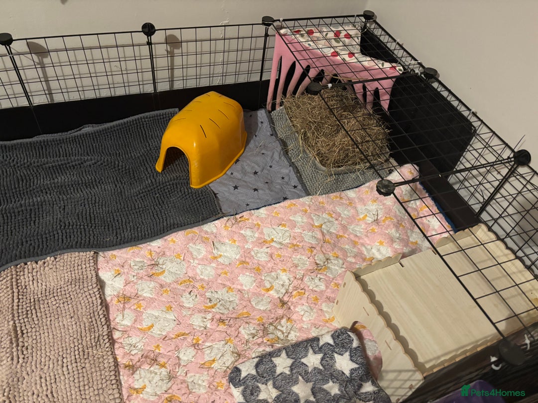 Guinea Pig rodents for sale: Four Guinea Pigs with Set Up and Accessories - Image 2